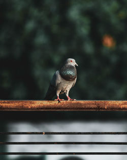 Close-up of bird perching on railing