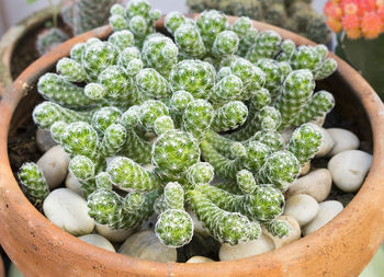 High angle view of vegetables in container