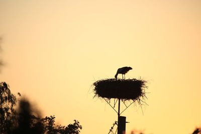 Low angle view of bird perching on silhouette tree against sky