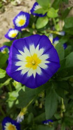 Close-up of purple flower