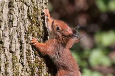 Close-up of red squirrel climbing up tree