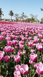 Pink flowers blooming on field against sky