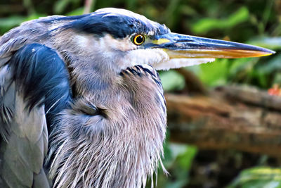 Close-up of a bird looking away