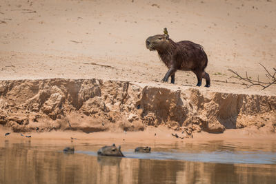 Capybara walking on shore