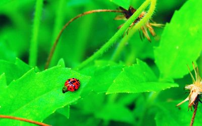 Close-up of ladybug on leaf