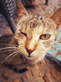 Close-up wide angle  portrait of cat with one eye closed