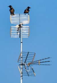 Low angle view of bird perching on pole against clear blue sky