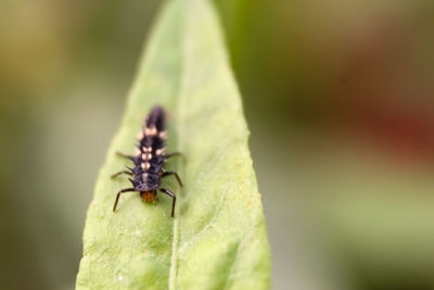 Close-up of insect on leaf