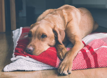 Close-up of dog resting on bed at home