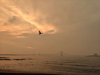 Silhouette birds flying over sea against sky during sunset