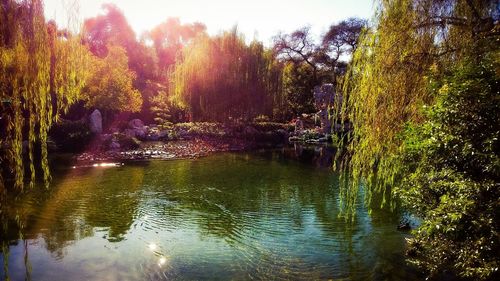 Reflection of trees in water