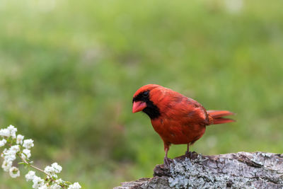 Close-up of a bird perching on plant