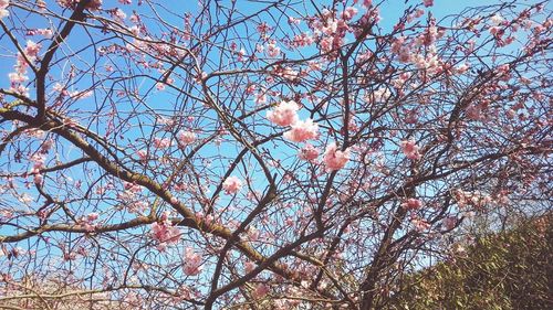 Low angle view of tree against sky