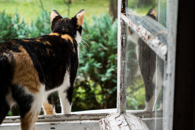 Close-up of cat