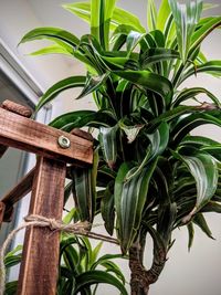 Low angle view of potted plant