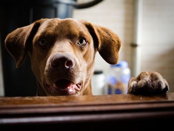 Close-up portrait of dog