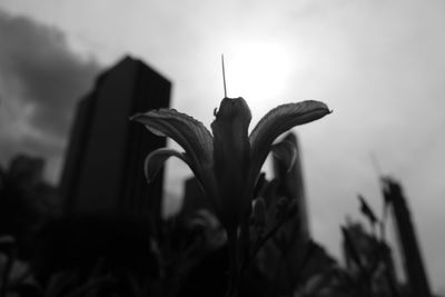 Close-up of flower against blurred background