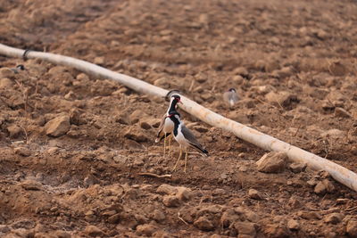 Two red wattled lapwing resting on the ground near by black water pipe in agriculture empty farm