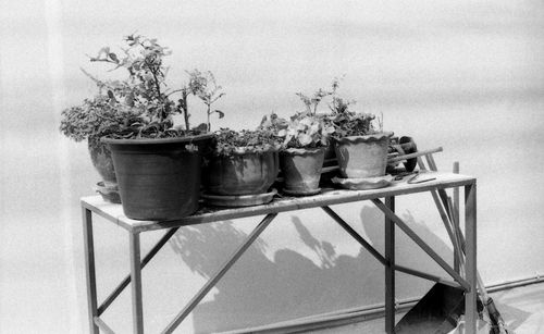 Close-up of plants against sky