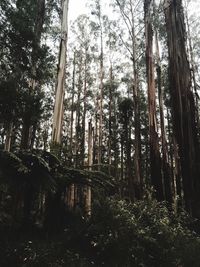 Trees in forest