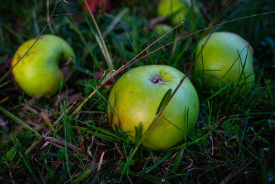 Close-up of apple on tree in field