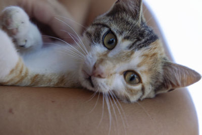 Close-up portrait of cat