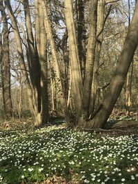 Trees on field in forest