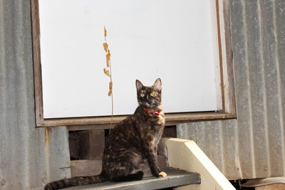 Cat looking away while sitting on window