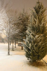 Trees on snow covered landscape