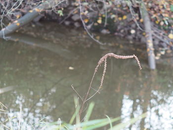 Close-up of frozen plant