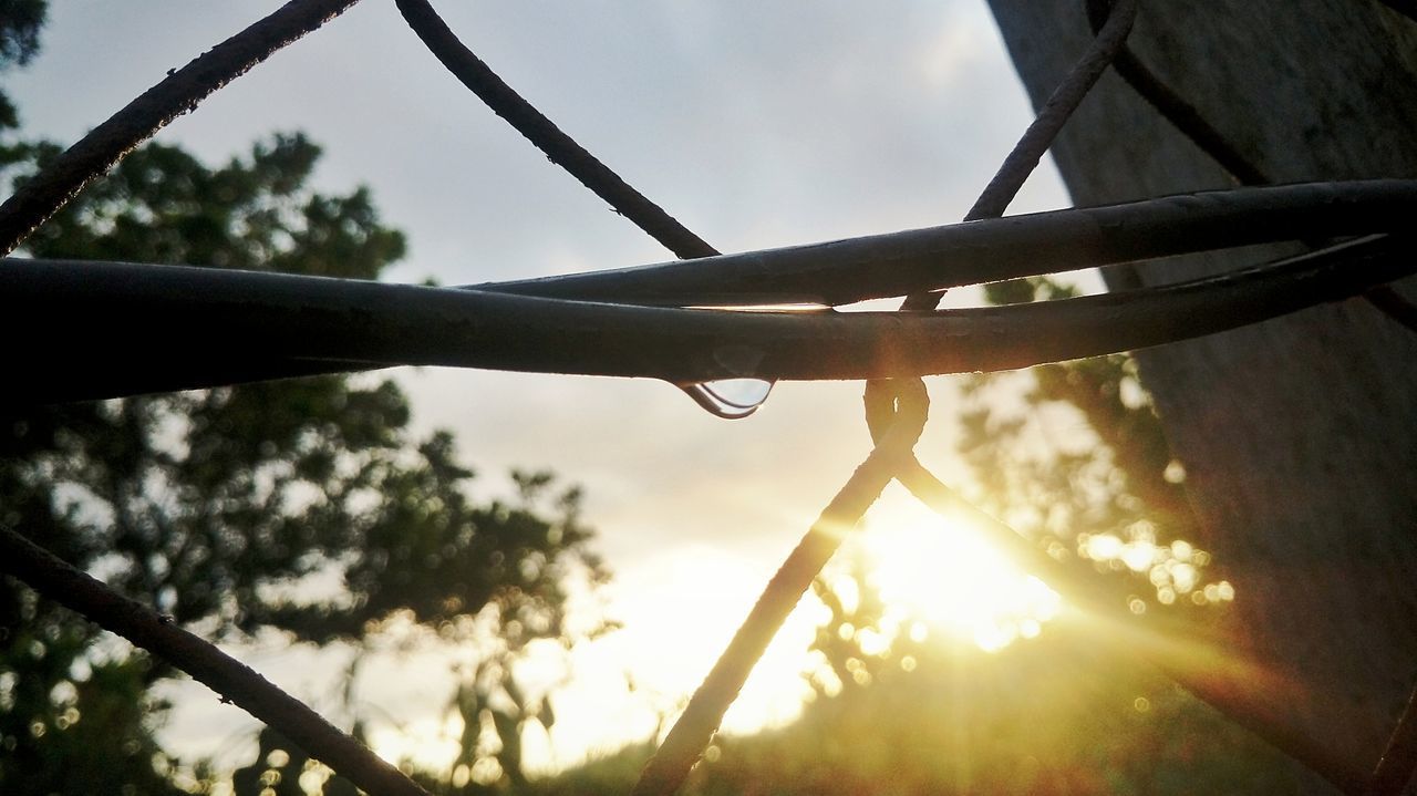 CLOSE-UP OF ROPE AGAINST TREES