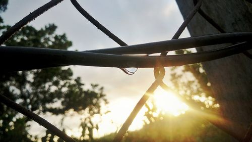 Low angle view of rope against trees at sunset