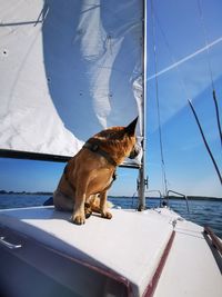 Dog looking away on boat