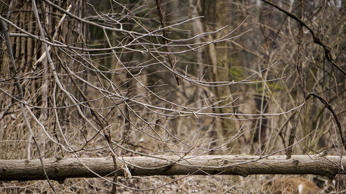 Close-up of bare tree in forest