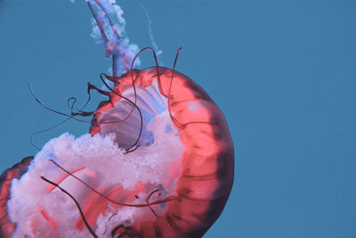 Close-up of jellyfish swimming in sea