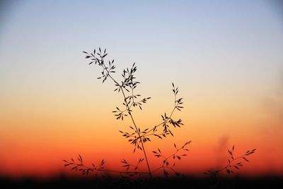 Silhouette birds flying against clear sky during sunset