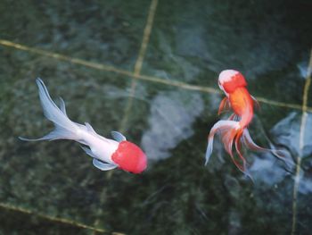 Close-up of swan swimming in water