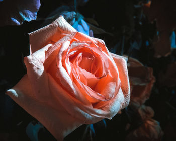 High angle view of rose on floor