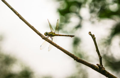 Close-up of insect on branch