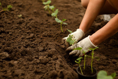 Low section of woman planting sapling