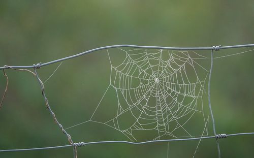 Close-up of spider on web