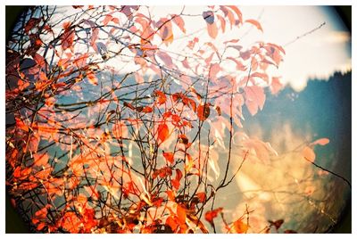 Low angle view of autumn leaves against sky