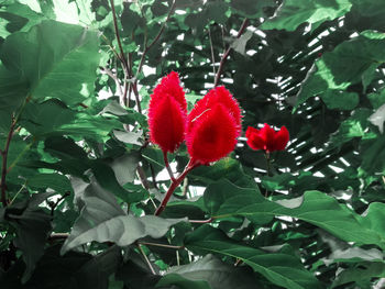 Close-up of red flowering plant