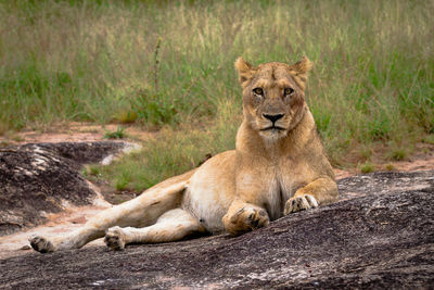 View of a cat resting