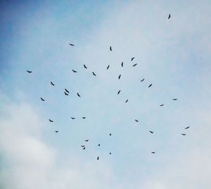 Low angle view of birds flying in sky