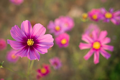 Close-up of pink cosmos flowers