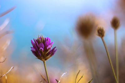 Close-up of purple flowering plant against sky