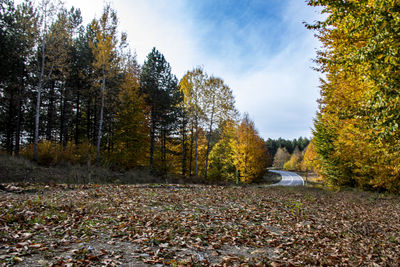 Trees in forest during autumn