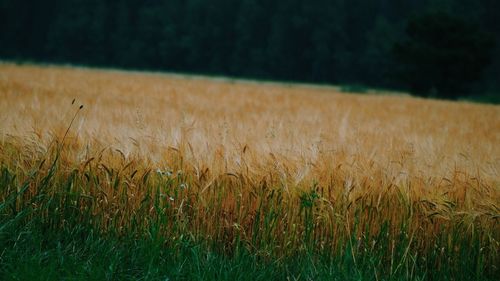 Scenic view of grassy field