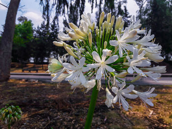 Close-up of white flowers blooming on tree